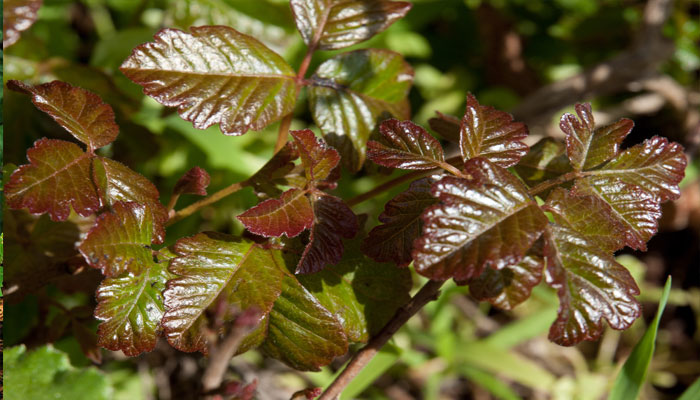 Roble venenoso