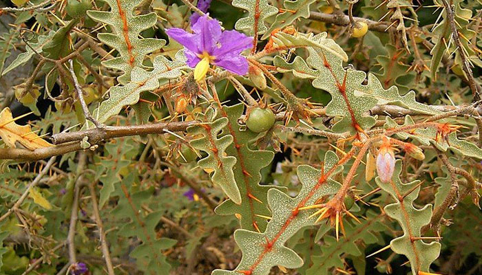 Tomate Puercoespín, Solanum