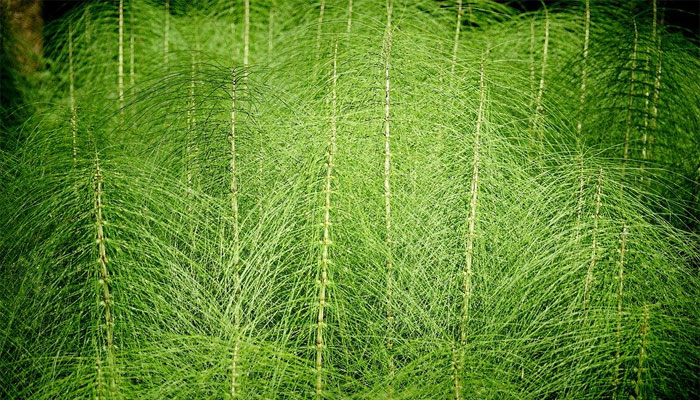 Plantas que presentan xilema y floema