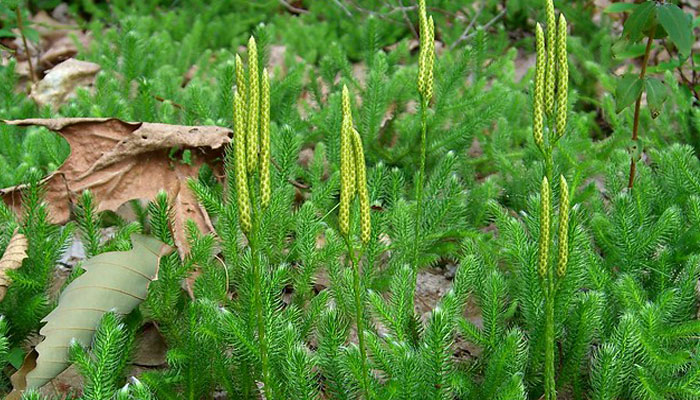 Plantas que presentan xilema y floema