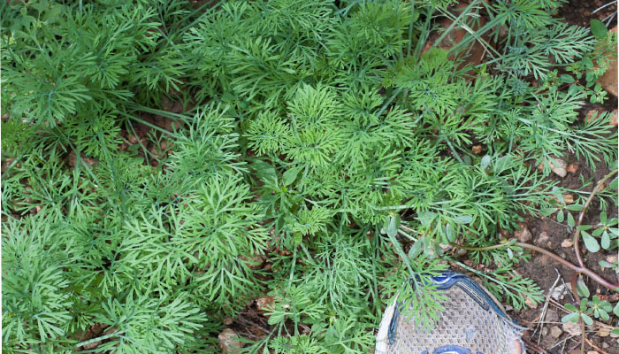 plantas que producen aborto