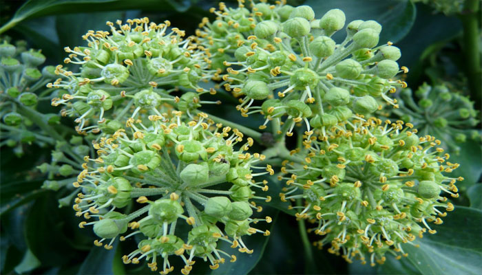 plantas para abortar