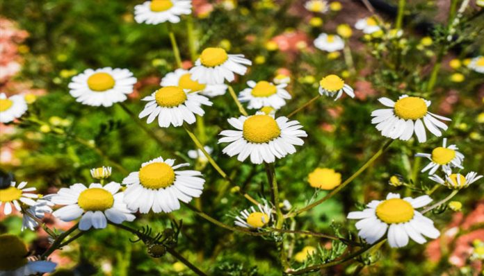 Mata de manzanilla en flor con capítulos blancos y centro amarillo