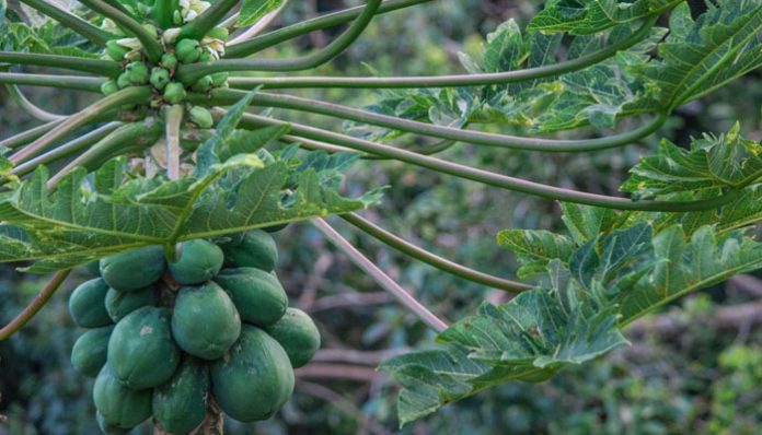 Papayos con frutos verdes agrupados en el tronco y hojas palmeadas