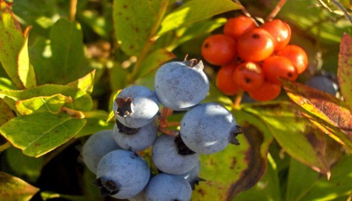Arándanos azules maduros en la mata junto a unas bayas rojas