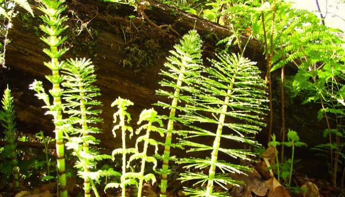 Tallos articulados de cola de caballo con ramas en verticilo