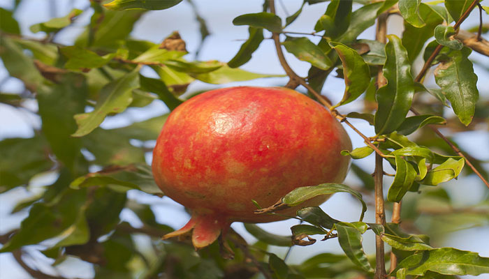 planta para obtener colágeno