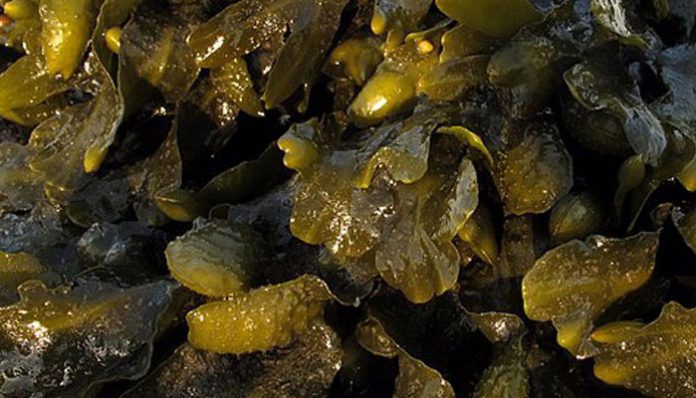 Alga parda de tipo fucus con frondes gruesas y brillantes sobre roca húmeda