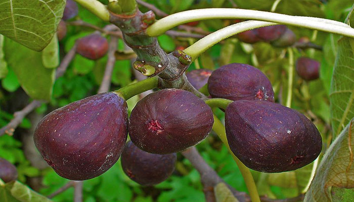 Plantas que producen frutos rápido