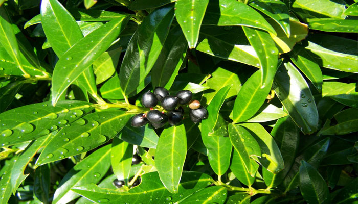 Plantas de fructificación rápida 