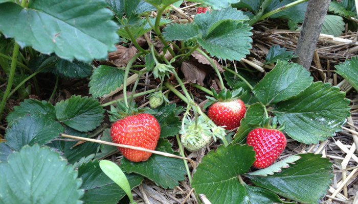 Plantas que producen frutos 