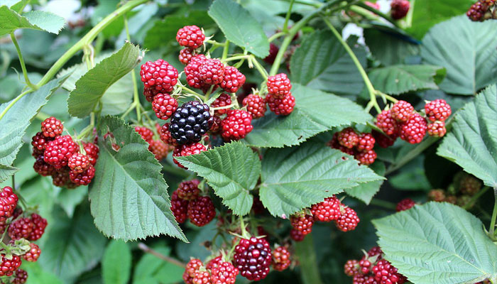 Moras