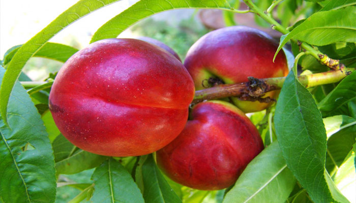 Plantas que dan frutos rápido