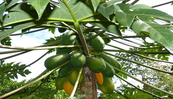 Papayas