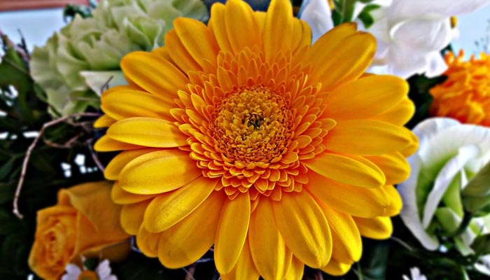 Gerbera planta oxígenante