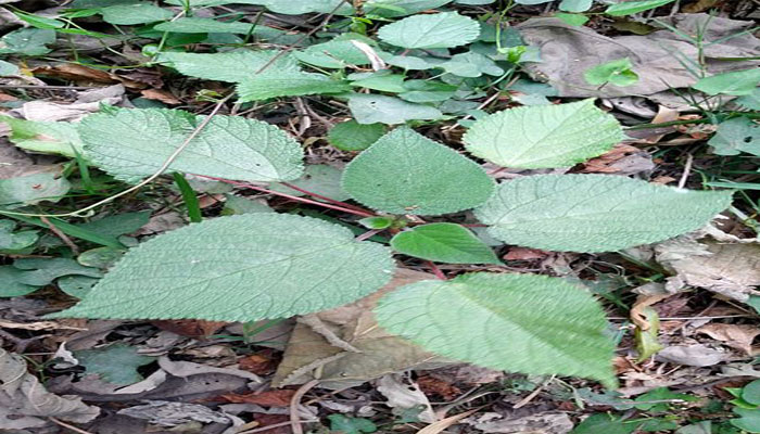 plantas alergicas