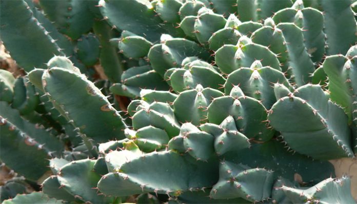Cojín de tallos cuadrangulares verde azulado con pares de espinas