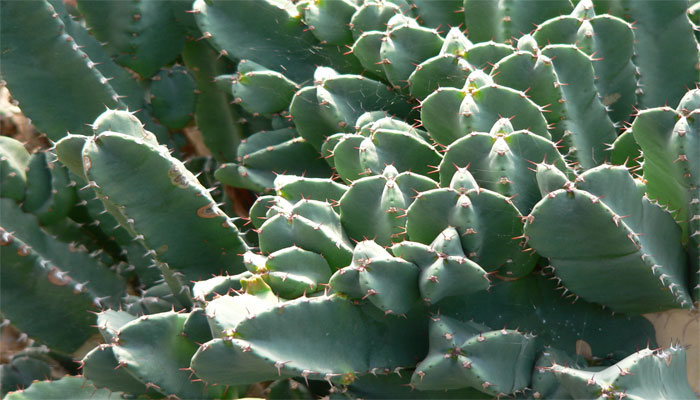 planta que pica en la piel