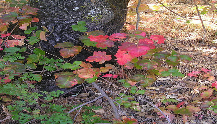 roble venenoso que produce urticaria en la piel