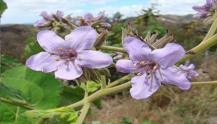 planta urticante