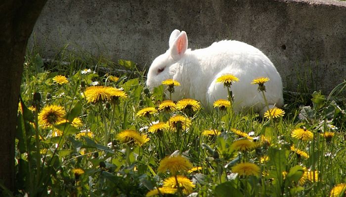 plantas que comen los conejos