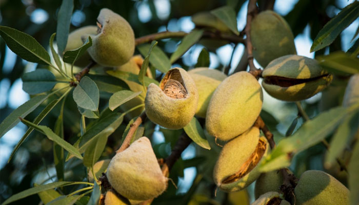 Almendras