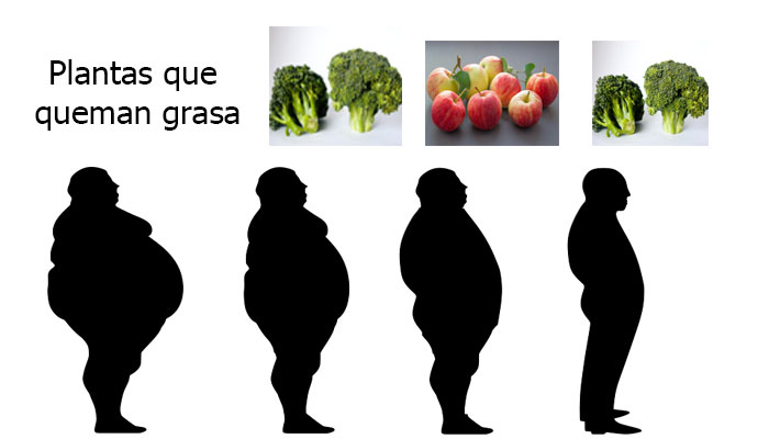 Plantas Que Queman Grasa | 10 Alimentos
Vegetales Para Quemar Grasas