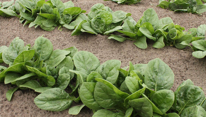 Plantas que sirven para quemar grasas