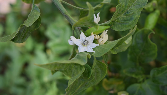 Plantas que queman grasa