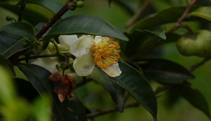 Planta que quema grasa (Camellia sinensis)