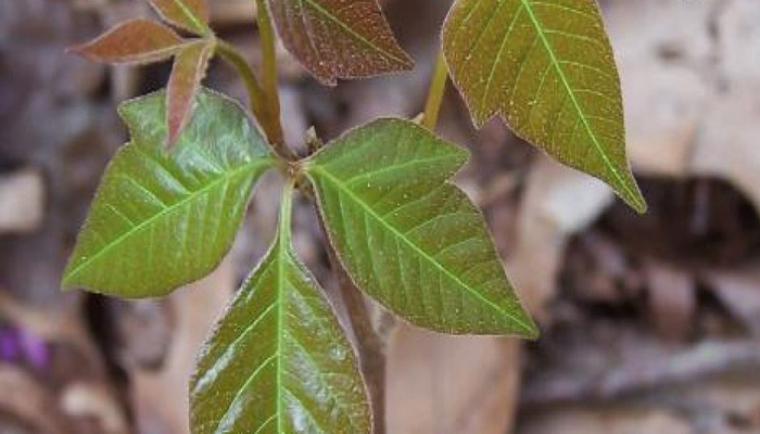 Toxicodendron radicans