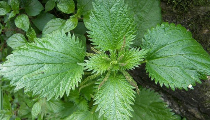 Urtica dioica