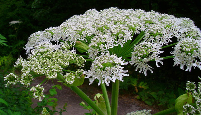 Heracleum mantegazzianum