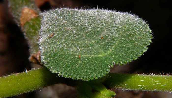 Dendrocnide moroides