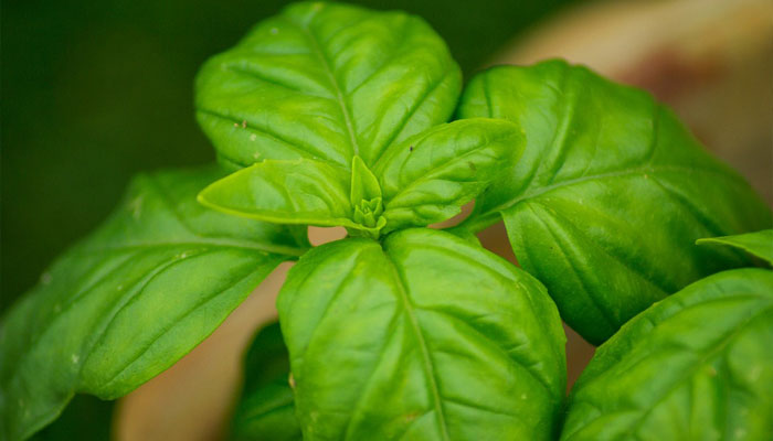 Plantas que calman el dolor