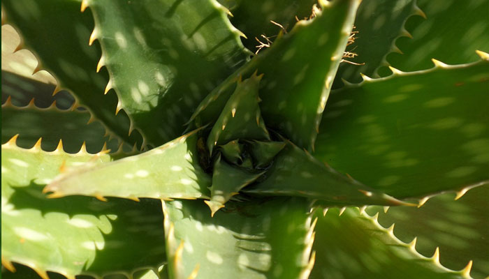 Aloe vera