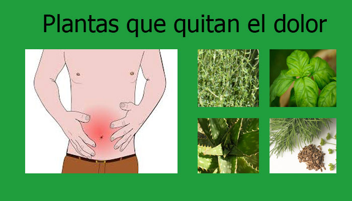 Plantas que quitan el dolor