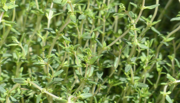 Plantas que quitan el dolor