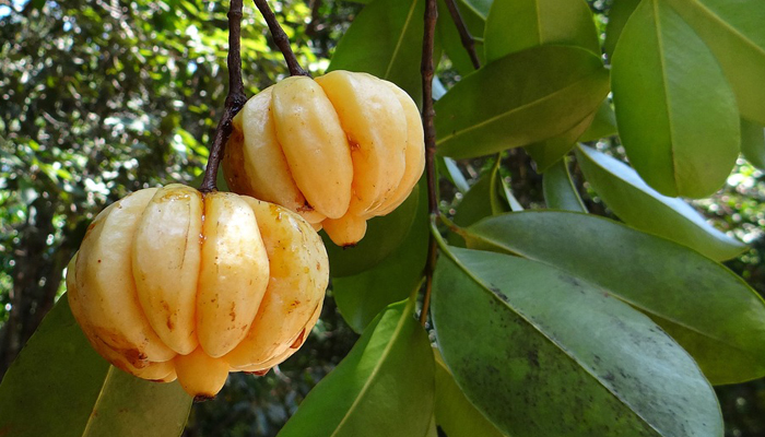 garcinia-cambogia