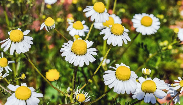 Plantas que regeneran la piel