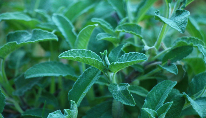 Planta que regenera la piel