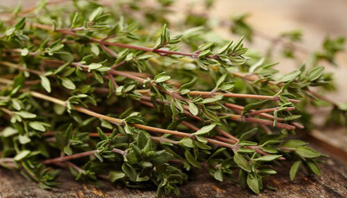 Plantas que regeneran la piel