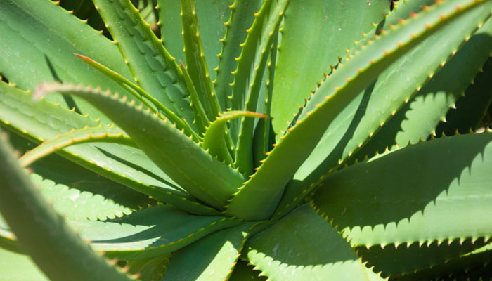 Roseta de un aloe con hojas verdes y dientes rojizos en el borde
