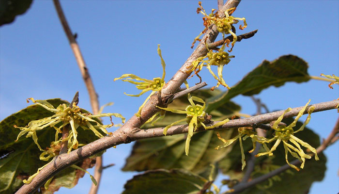 Flores amarillas de hamamelis sobre la rama desnuda en invierno