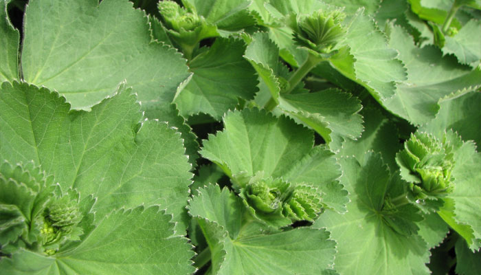 Hojas plisadas y redondeadas de Alchemilla mollis