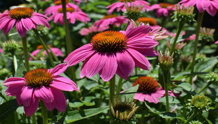 Plantas que sirven para rejuvenecer