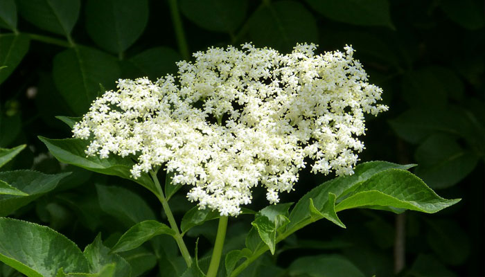 Flor De Saúco