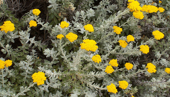 Helichrysum