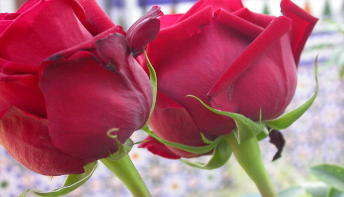 Las rosas son plantas que rejuvenecen