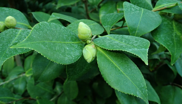 Camellia sinensis